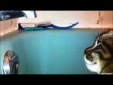 Adorable - funny kitty  funny cat video drinks from water faucet, loves it ! crazy cats kitty cats !