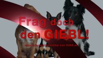 Frag den Giebl Teil 31: Ab wann kann man einen Hund BARFEN?