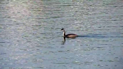 Bird drowned? Птица утонула?