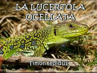 La Lucertola ocellata