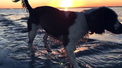 Cute Dog At The Beach In Slow Motion