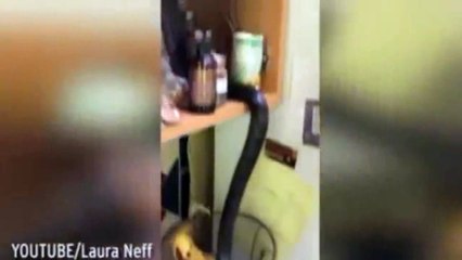 Yılan evden yumurta çaldı