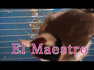 chardonneret chant 2013 Laghouat الحسون الجزائري