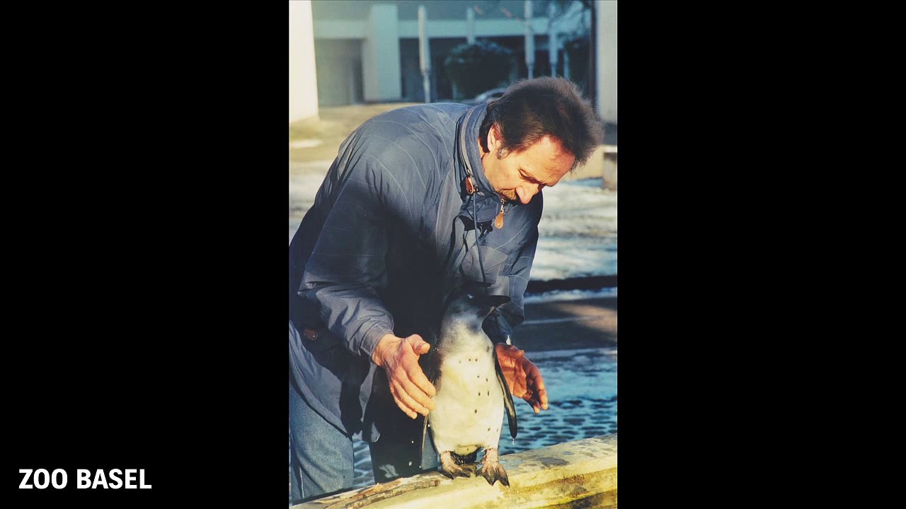 Schwimmkurs für Brillenpinguin im Dorfbrunnen Muttenz