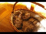 Siberian kittens