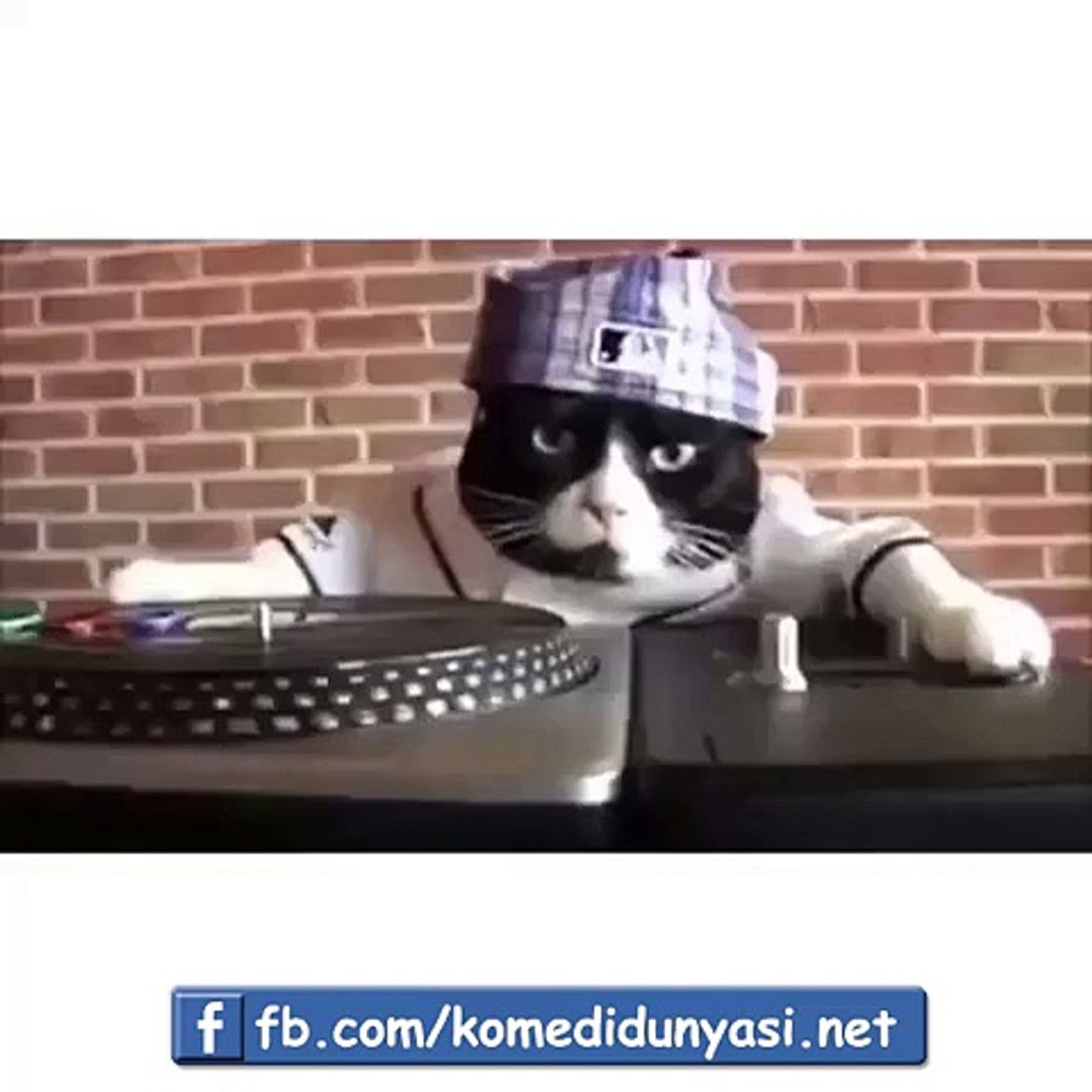 Dj Kedi