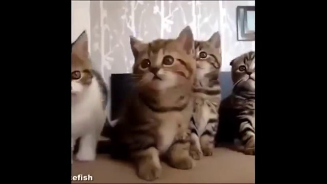 funny cat fails try not to laugh or grin,funny cat fails try not to laugh,funny cat fails 2015