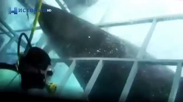 Топ 5 Хищники убивающее людей. Опасные убийцы людей / Крокодилы убивают 2000 человек в год