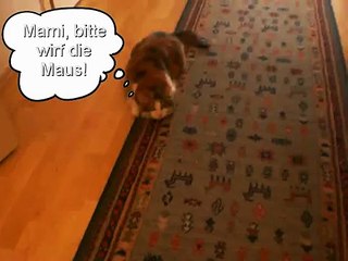 My speaking cat Nikki playing (meine sprechende Katze Nikki spielt)