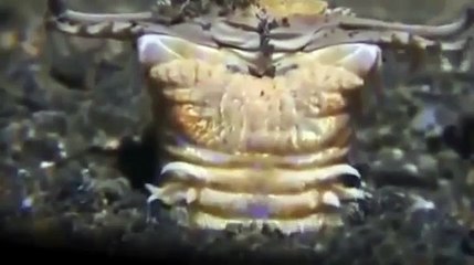 Гигантский кольчатый червь. Самый жуткий хищник океана - Уникальные кадры