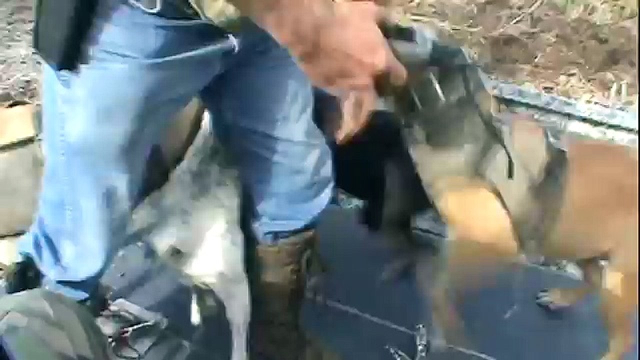 Airboat Hog Dog Hunt