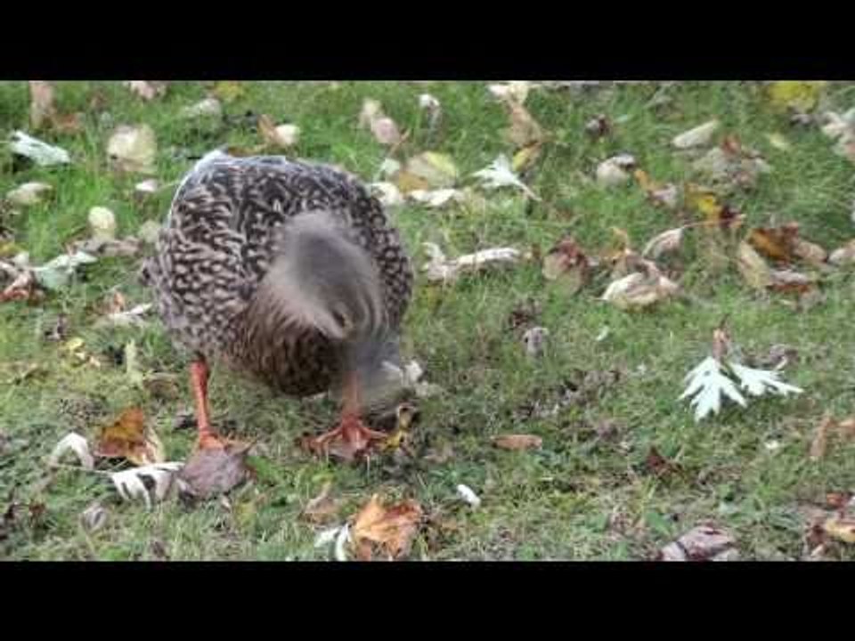 Hungry Ducks in Hi Def