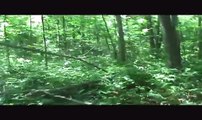Looking for evidence of bigfoot ,  possible sighting june 5, 2010.