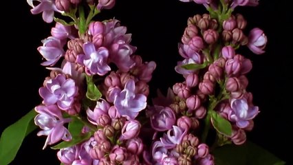 Шедевр: Как распускаются цветы (ускоренная съемка цветения - time lapse)