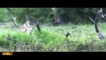 사자 VS 사슴 -- 동물 싸움 -- 동물의 공격