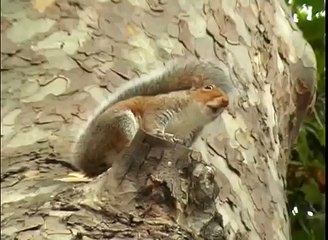 Crazy Squirrel out on the piss