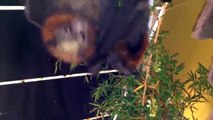 Sucking behaviour in baby flying-foxes
