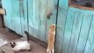 Smart Cat Unlocks Door - Funny !  - Умный Кот Снял Крючок - Прикол !