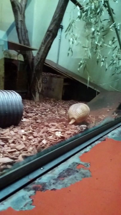 Armadillo who slipping