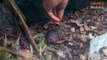 Dibblers Feeding on Meal Worms