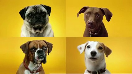 Doggie Dentures - Australian PEDIGREE DentaStix TV Commercial 2011