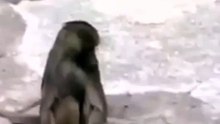 Funny Monkey Afraid Of Mirror- Awesome ! - Обезьяна в Шоке от Себя!  Жесть!