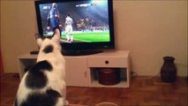 Sport-loving cat intensely watches soccer game