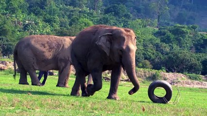 Mae Perm & Jokia at Elephant Nature Park