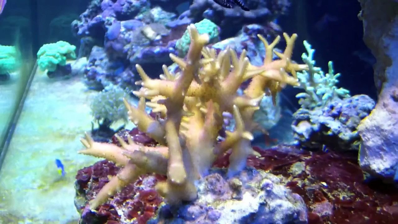 Studio Reef 41 "120 Gallon Tank Tour"