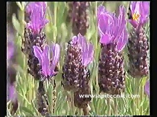 FUENLABRADA DE LOS MONTES, EL PUEBLO DE LAS COLMENAS. 3/3