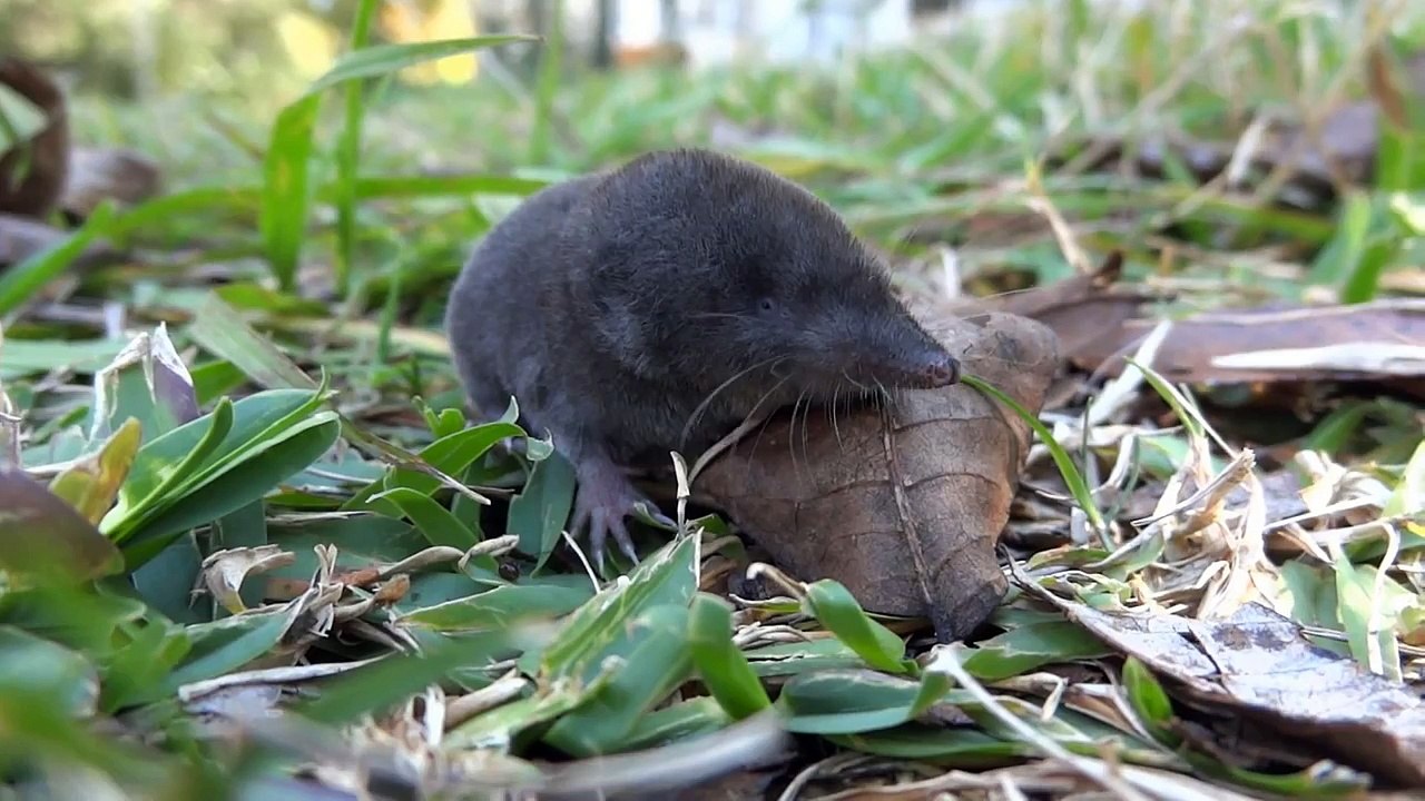 Shrew