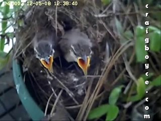 Baby Birds Get Fed and Fall Out of Nest