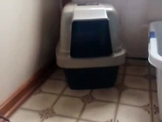 Dillan the pet armadillo