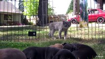 Cucciolata di Cani - Video Mentre si Allattano e Giocano : Fantastico!