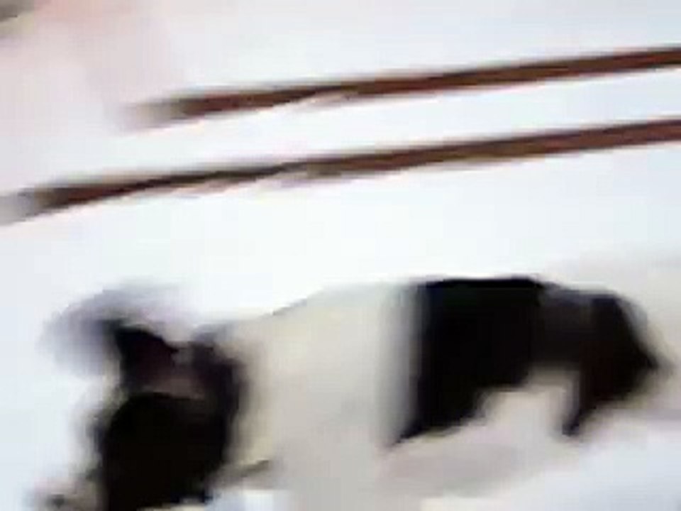 Springer Spaniel Playing