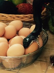 Snake Sneaks Into Family's Kitchen to Devour an Egg