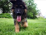 Long  haired German Shepherd- RoXon - life stages