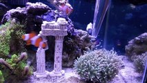 How to setup a 10 Gallon saltwater aquarium, torch coral feeding