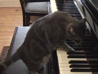 Un chat qui joue du piano