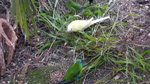 Large Mixed Aviary Feeding Session. (Lots of different birdies eating together)