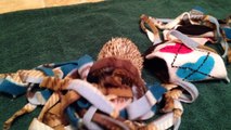 Hedgehog burrows