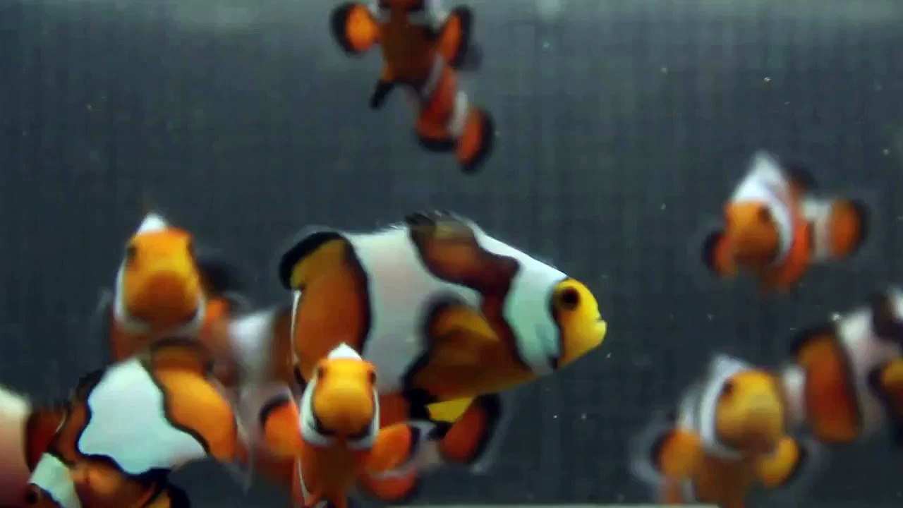 gladiator clownfish