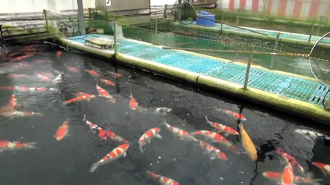 Okayama Momotaro Koi Farm Some Of Our Customer Koi Video Dailymotion