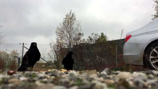 Crows (raven) and magpies in slow motion