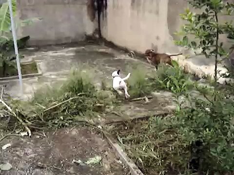 Pit bull x Bull terrier