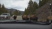 Yellowstone bison herd charges towards vehicle