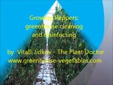 Growing Peppers: greenhouse cleaning