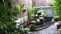 Koi Pond in Pasig City, Philippines in HD
