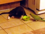 Kitty and parrot battle for the food / Котенок и попугай сражаются за еду