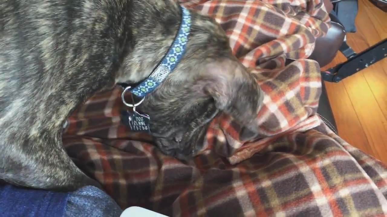 Dog attempts to bury toy in blanket